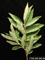 Salix ×calodendron. Mature leaves.
 Image: D. Glenny © Landcare Research 2020 CC BY 4.0